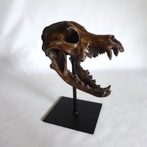 NEW REPLICA DIRE WOLF SKULL ON METAL BASE GOTHIC ODDITY SCULPTURE - Picture 9 of 10